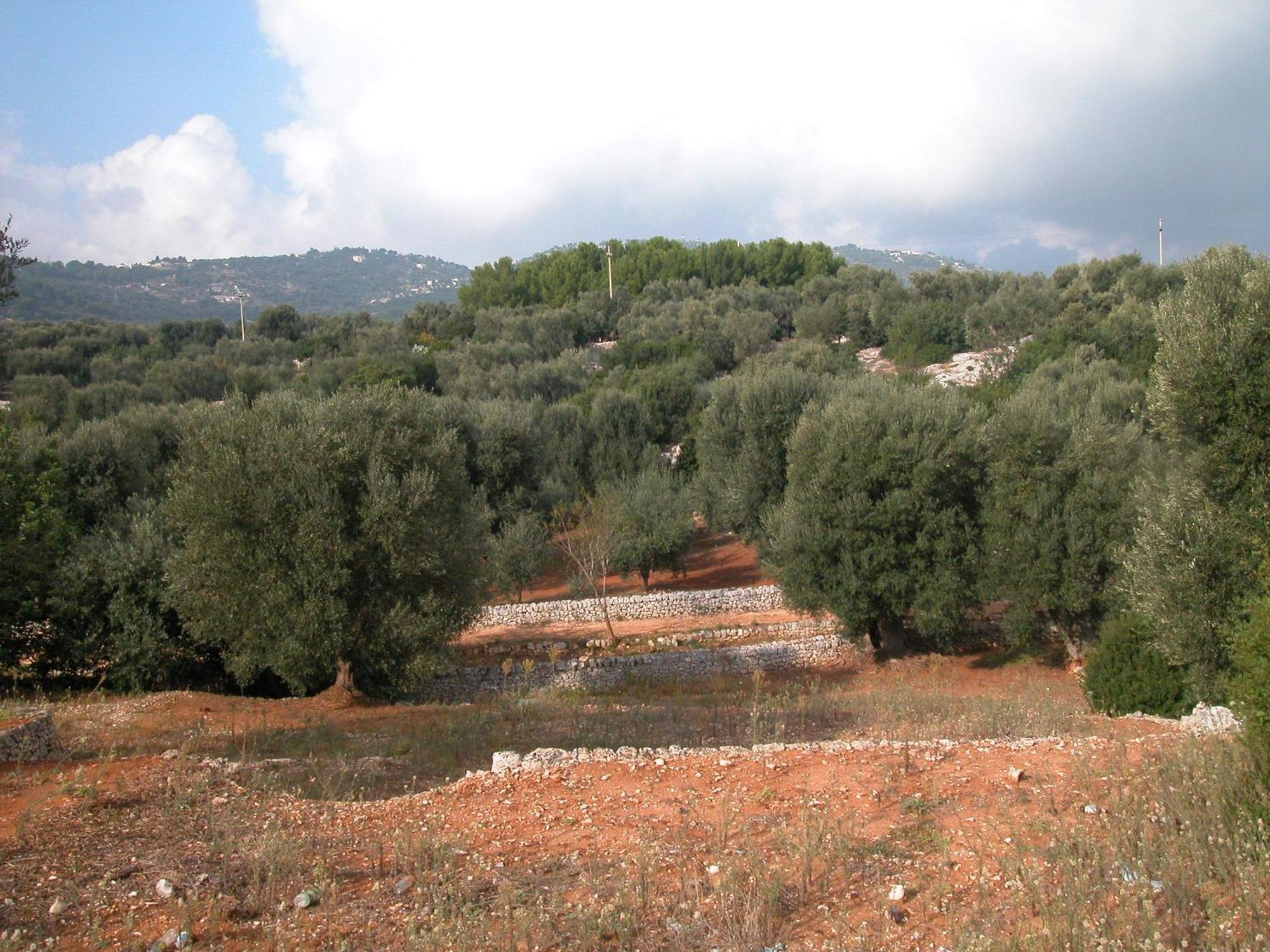 Masseria Trotta B&B Fasano Kültér fotó