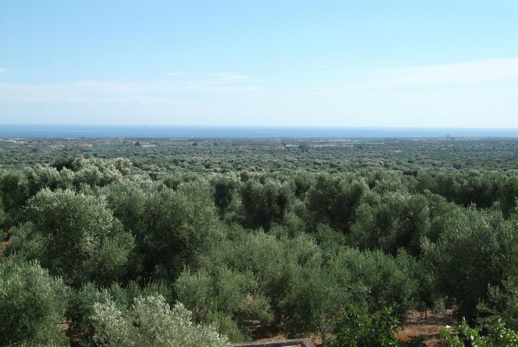 Masseria Trotta B&B Fasano Kültér fotó